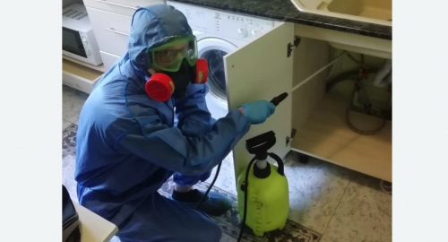 Уничтожение муравьев в квартире. Костерево