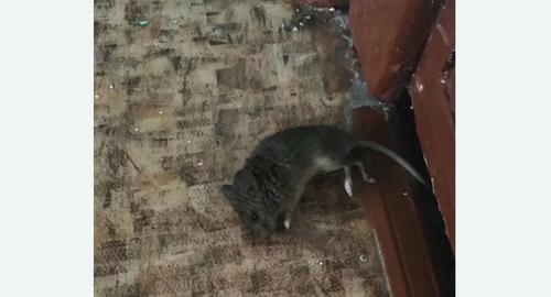 Дезинфекция от мышей в Костерево