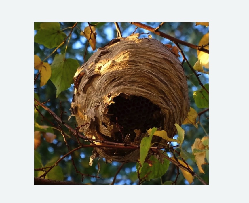 Обработка от шершней в Костерево