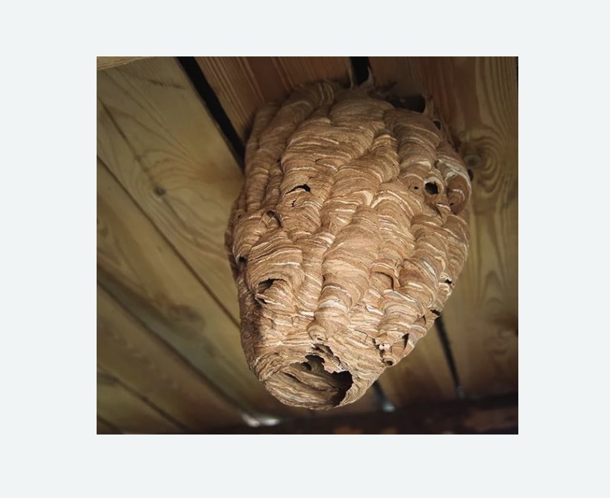 обработка от шершней в Костерево