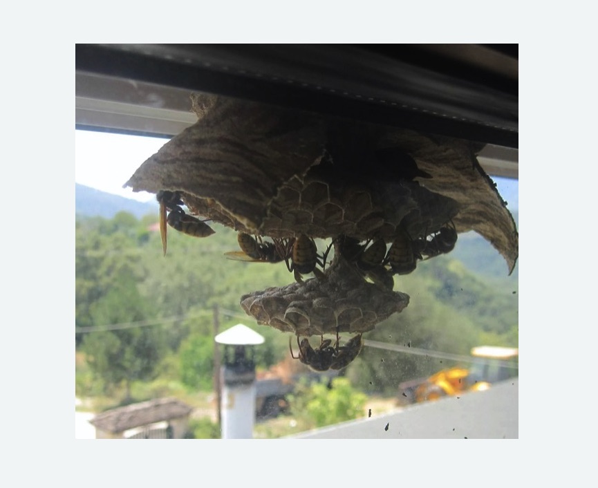 Уничтожение гнёзд шершней в Костерево