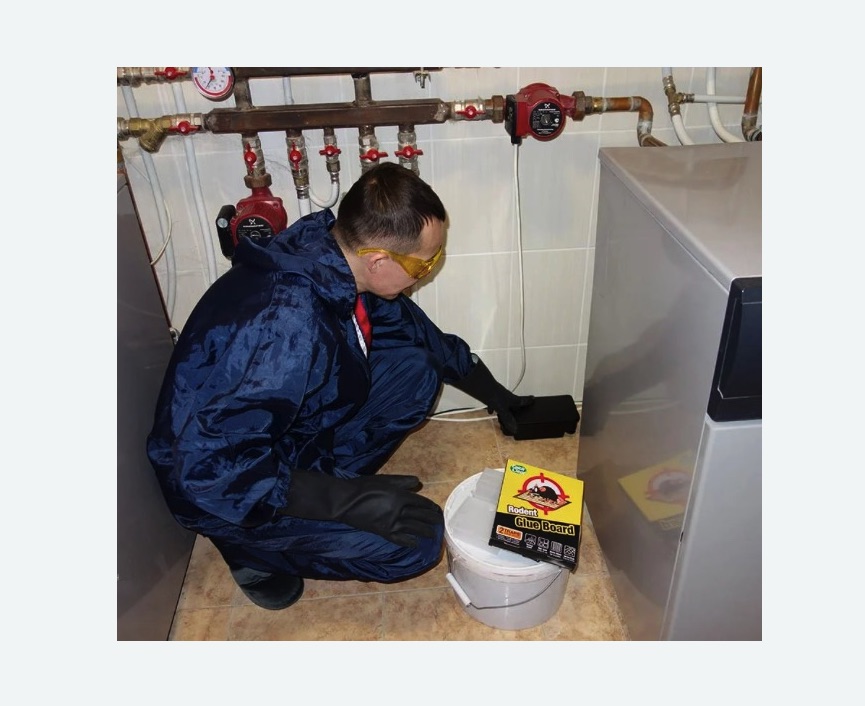 Уничтожение крыс в Костерево