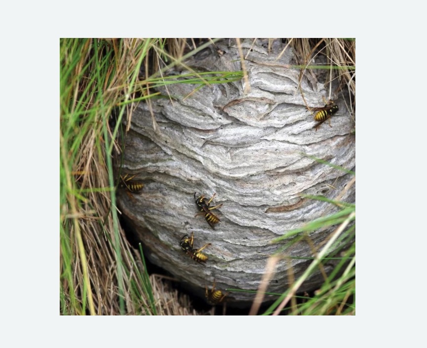 Уничтожение ос и ульев в Костерево